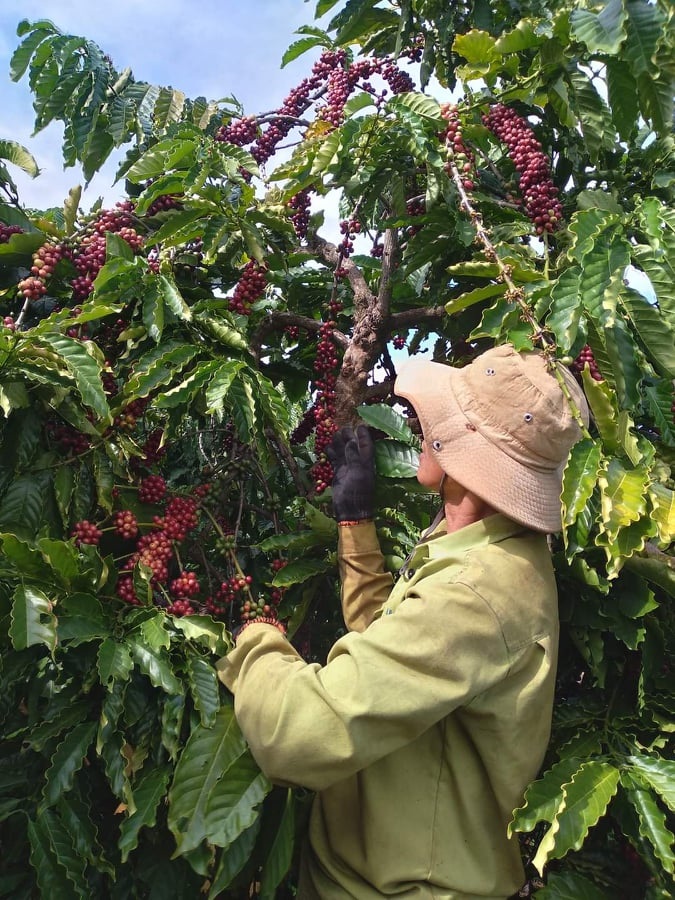 Giá nông sản ngày 5/6/2023: Cà phê đạt 61.300 đồng/kg, tiêu trụ vững ở mức cao